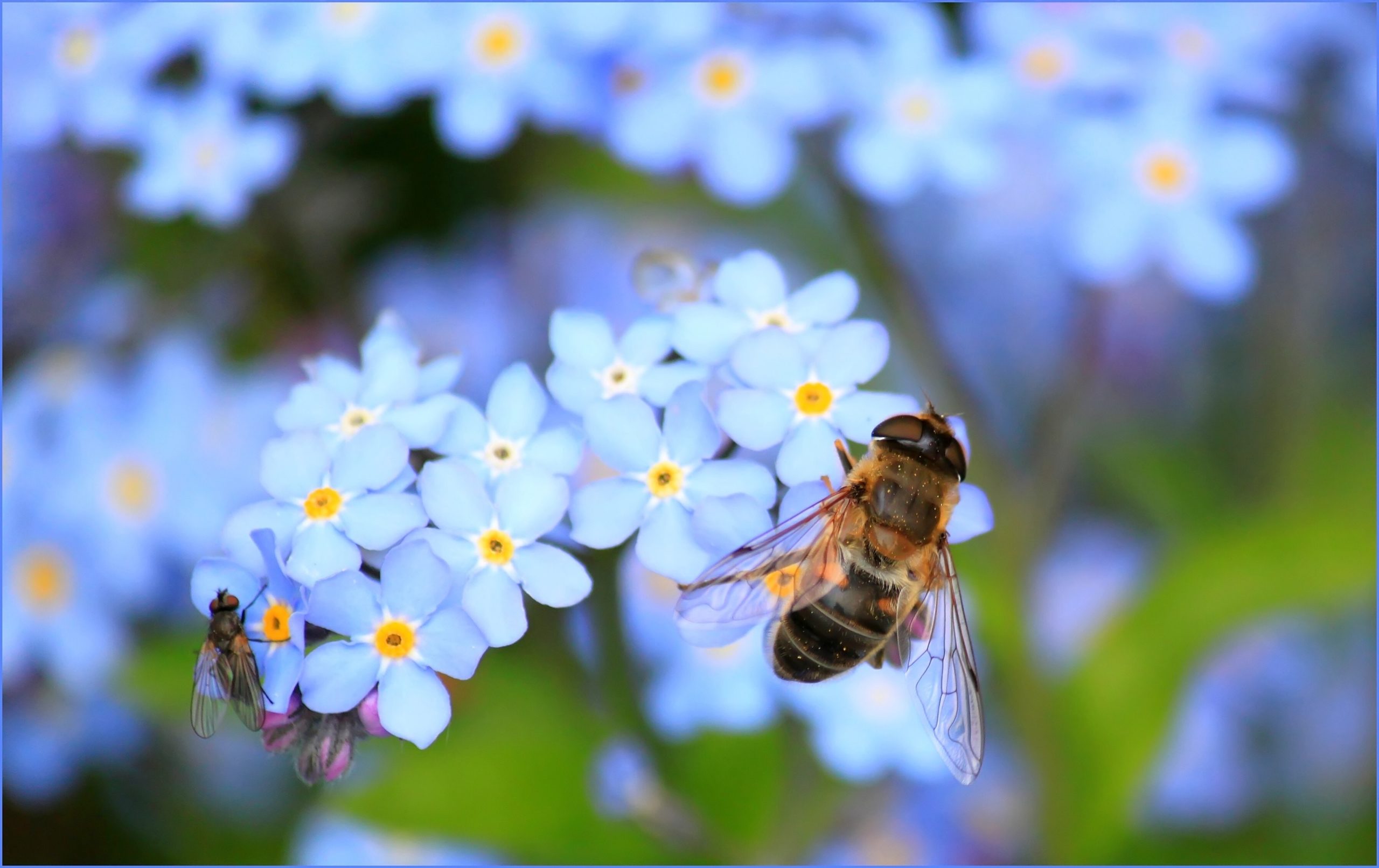 yellow-bee-on-white-flower-on-selective-focus-photography-60579 yellow-bee-on-white-flower-on-selective-focus-photography-60579