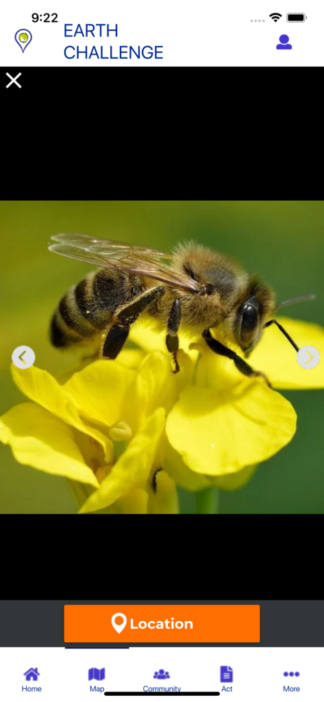 View of the Global Earth Challenge app, with a bee