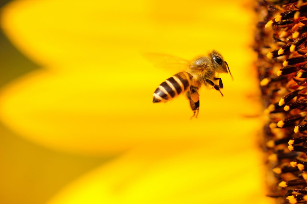 A bee approaching a large sunflower