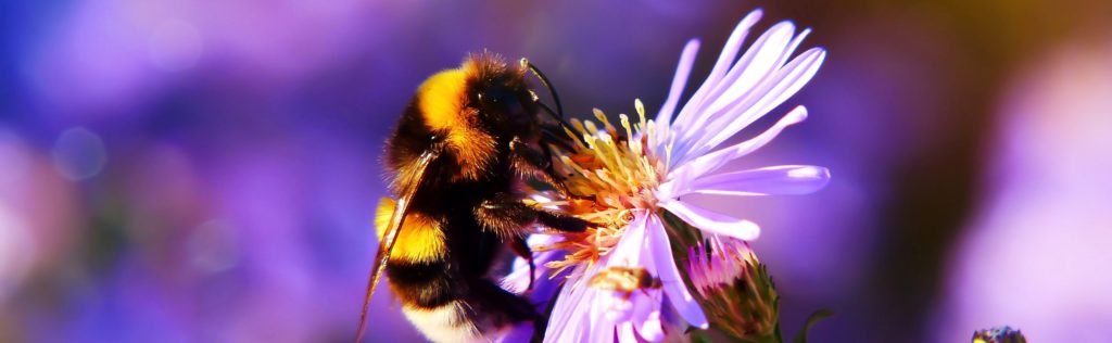 A bee pollinating a purple flower