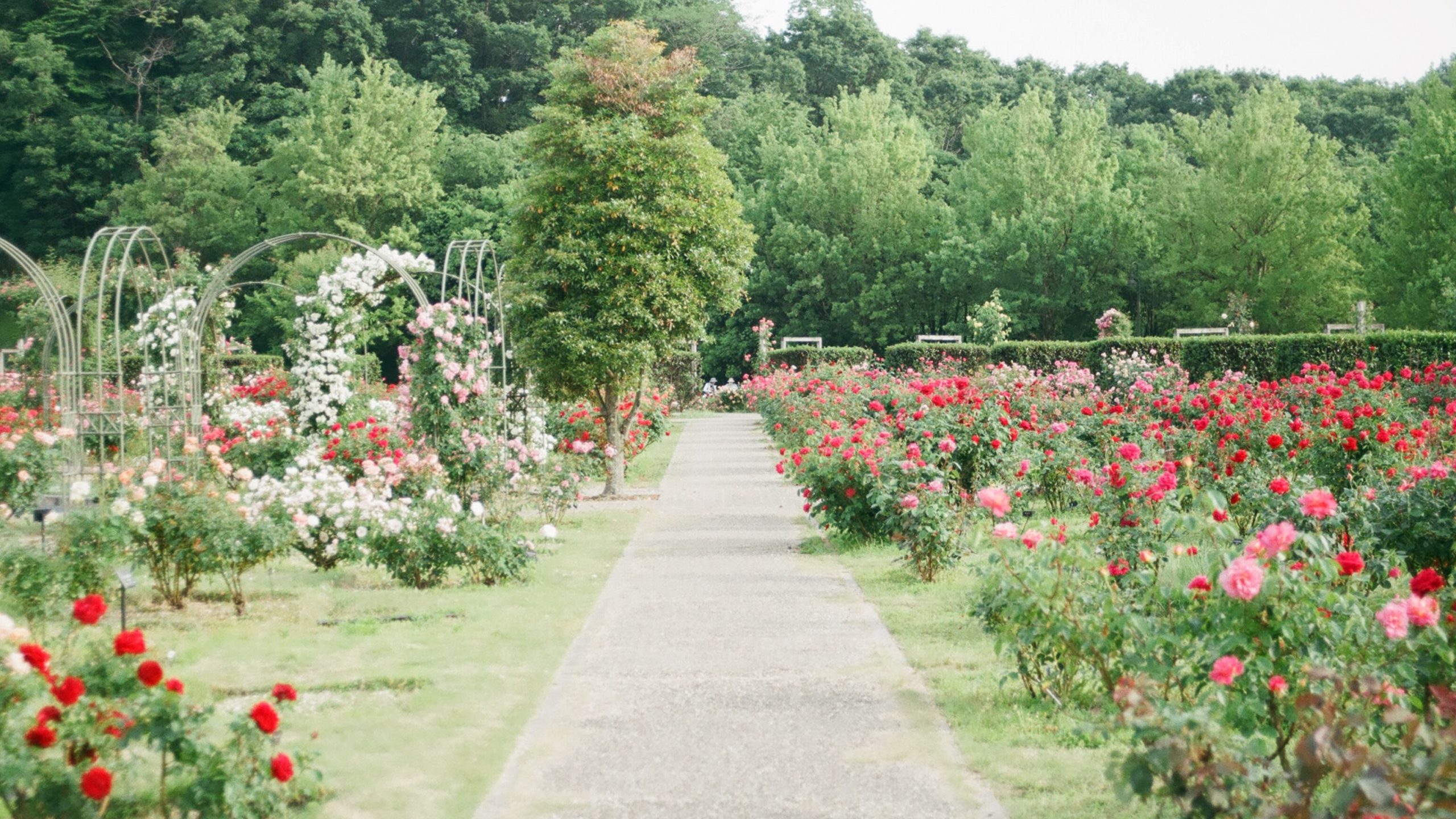 A healthy pollinator garden