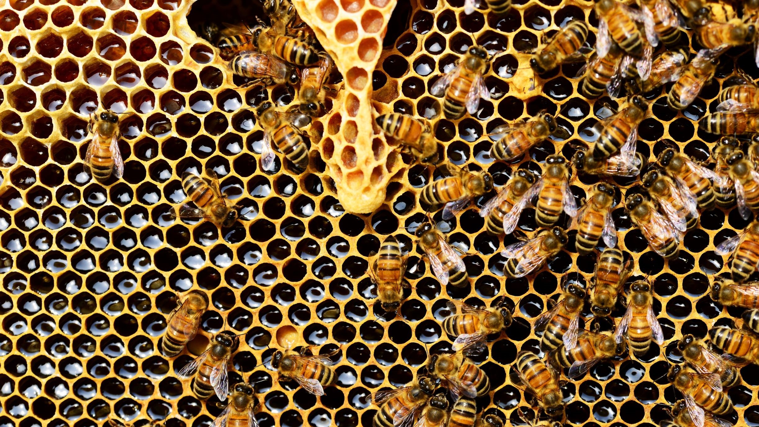Bees gathering in honeycomb