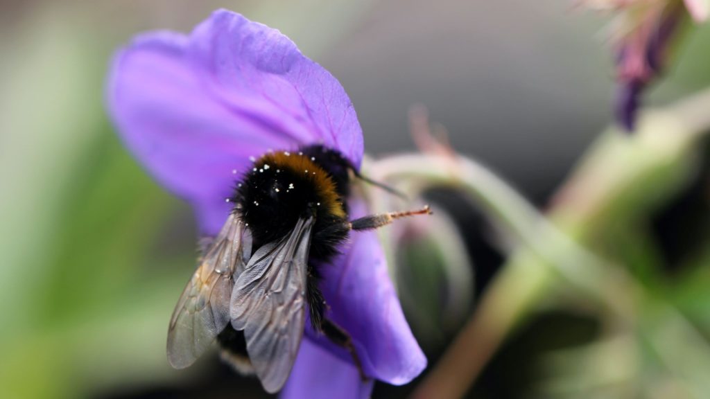 Bee in a flower