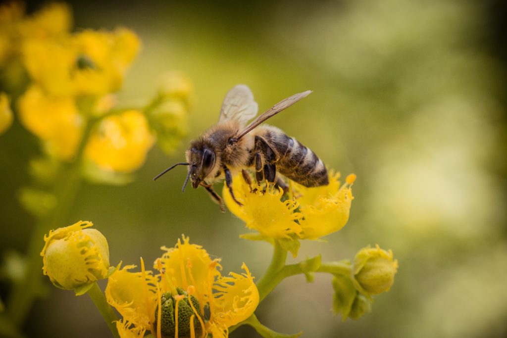 A bee among small blossoms