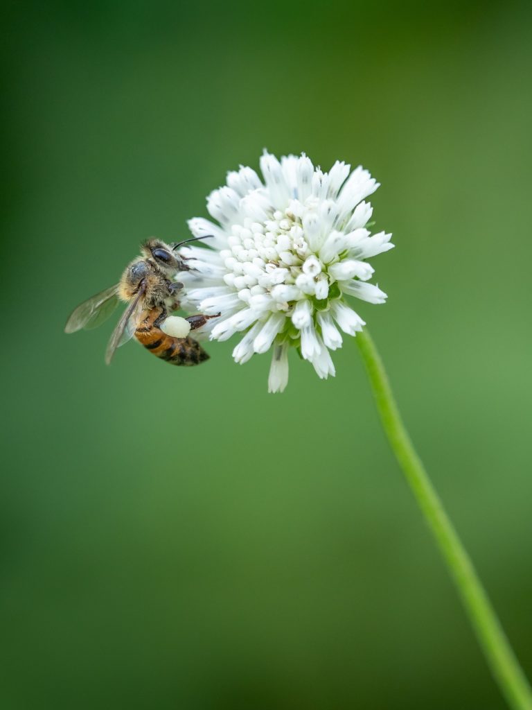 A bee landing on a wildflower