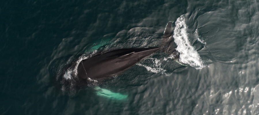 An image from our Earth Day whale quiz