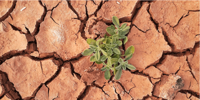 Dried earth with plant