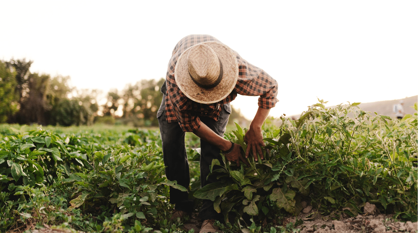 Farmer in a field