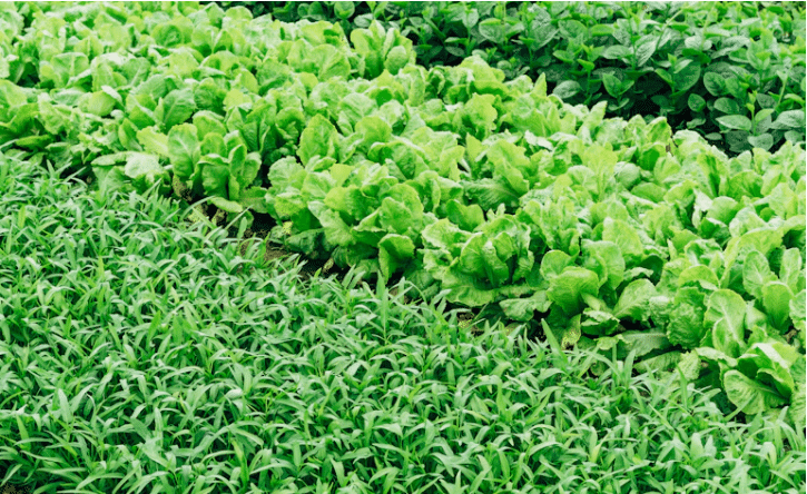 Rows of plants