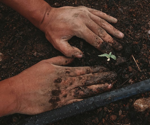 Hands planting sprout in soil