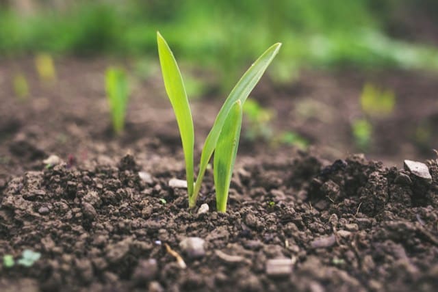 Emerging plant from soil