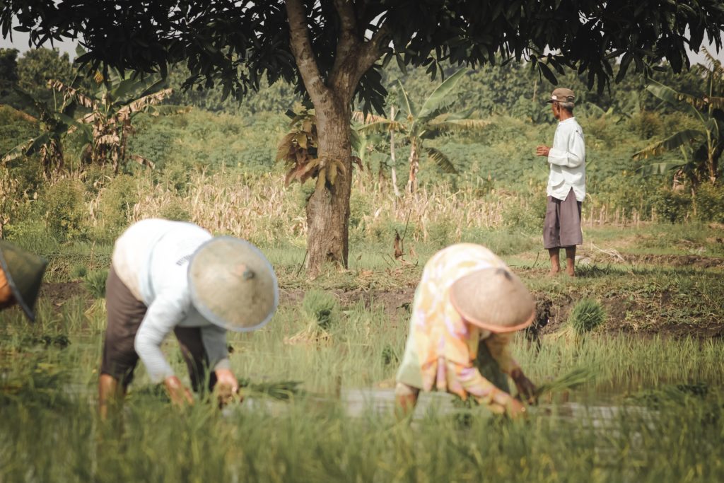 three people farming