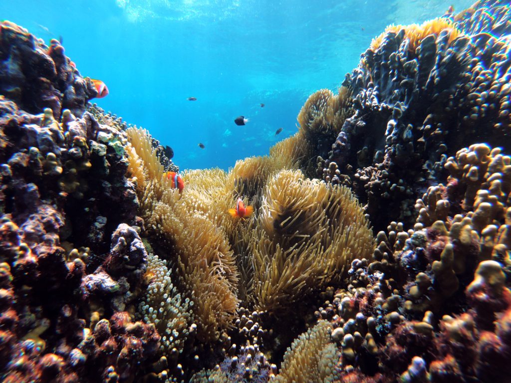 clownfish swimming through corals