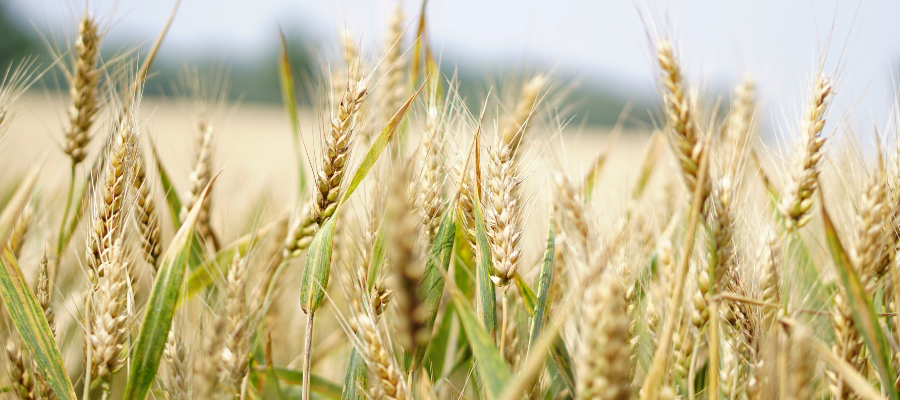 Wheat field