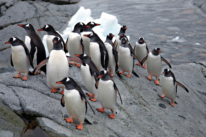 Black and white penguins with orange beaks and feet walking on a rock