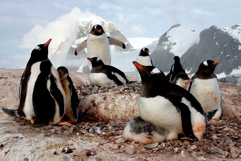 Black and white penguins with orange beaks sitting in a circle with their chicks