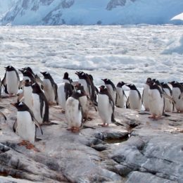 Gentoo penguins walking along the seashore in Antarctica