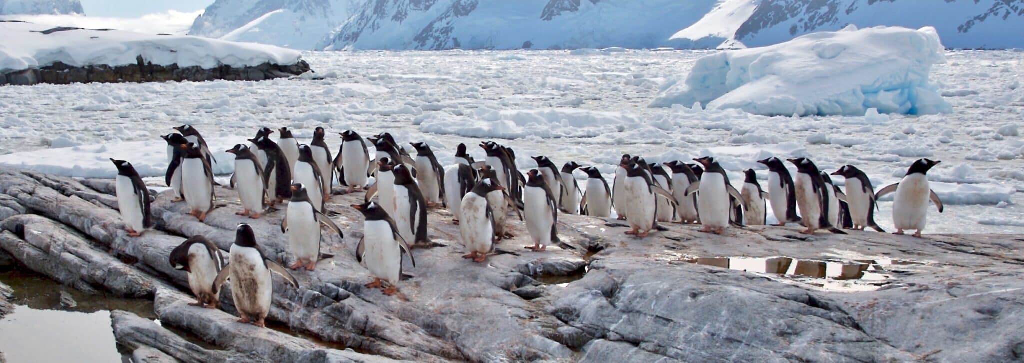 Gentoo penguins walking along the seashore in Antarctica