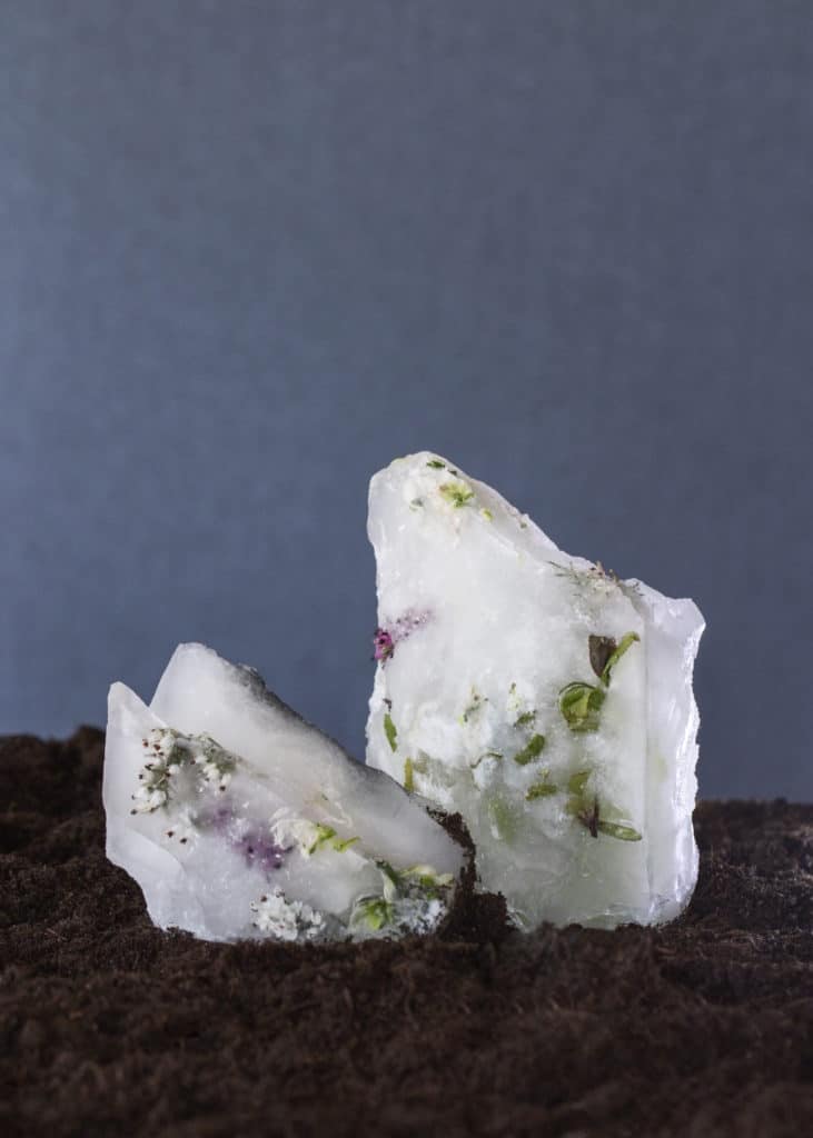 Art by Francesca Biondani