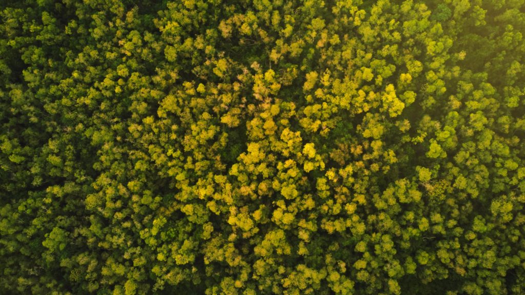 Donate to The Canopy Project. Birds-eye view of a dense forest.