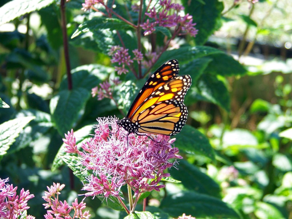 Orange and black butterfly on tiny cluster of pink flowers