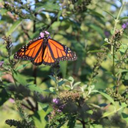 Orange and black butterfly on a flower