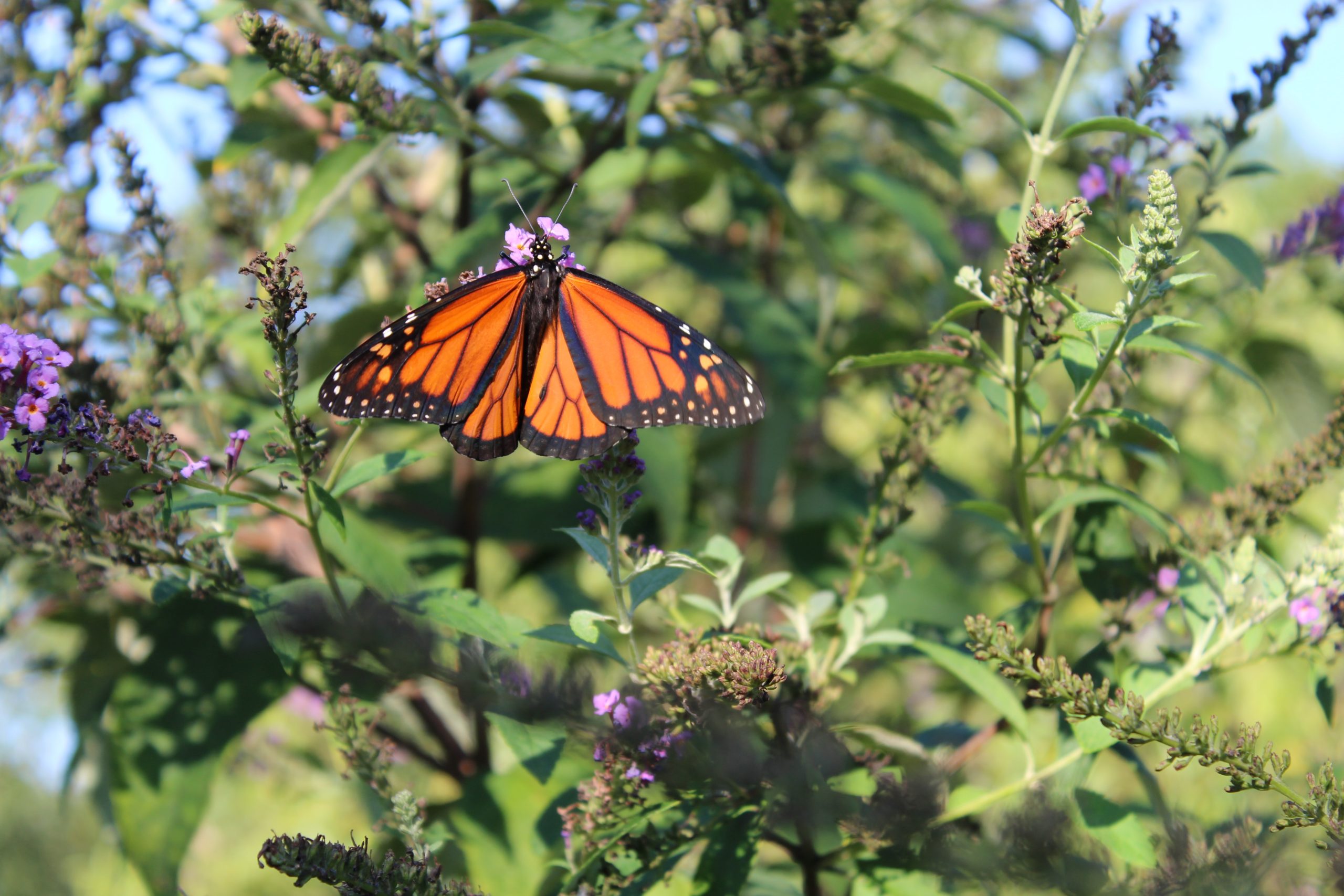 What we can do to protect monarch butterflies | Earth Day ...