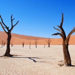 Dead trees in a desert in Namibia