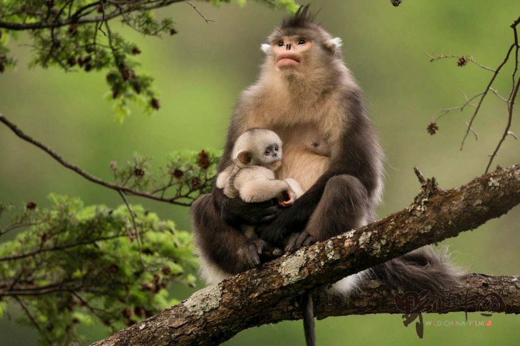 Mother monkey holds baby monkey