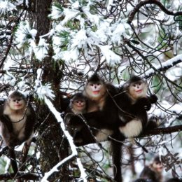 Yunnan snub-nosed monkeys sitting on a tree in the snow