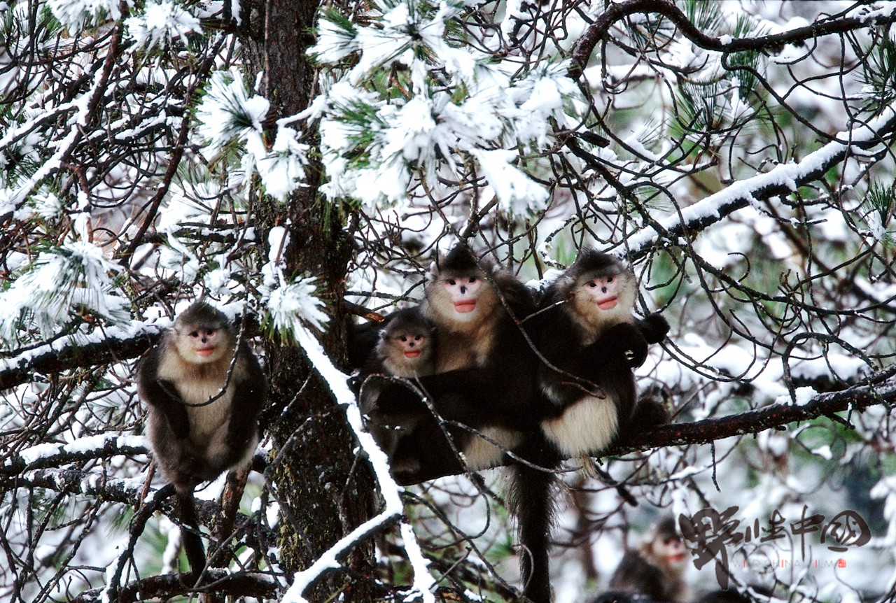 Yunnan snub-nosed monkeys sitting on a tree in the snow