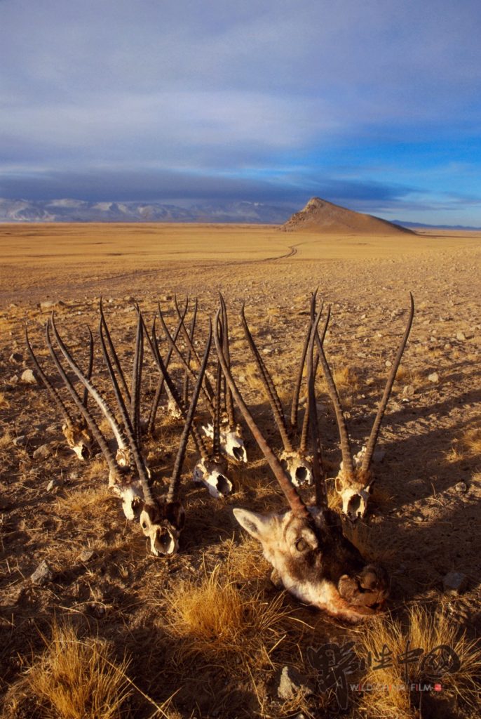 Several heads of slaughtered Tibetan antelopes arranged on the ground