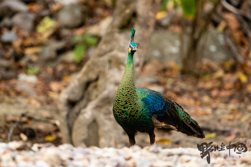 Green peafowl standing in a wooded area