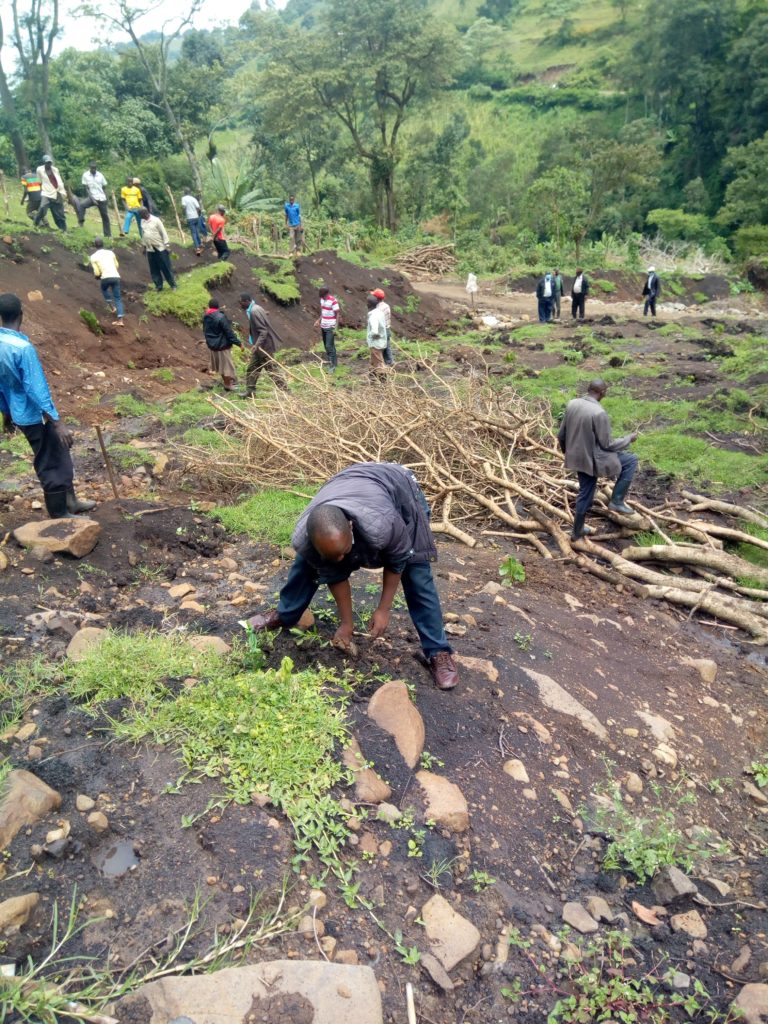 People planting bamboo in a field