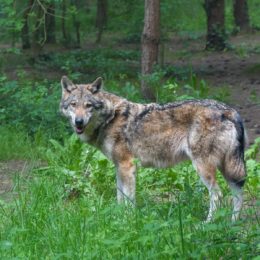 Gray wolf standing in a forest