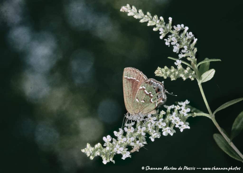 Art by Shannon du Pleiss