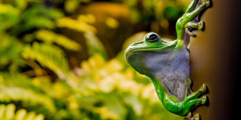 Tree frog leaning against branch looking into the distance