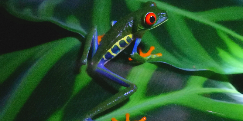 Tree frog sitting atop a leaf