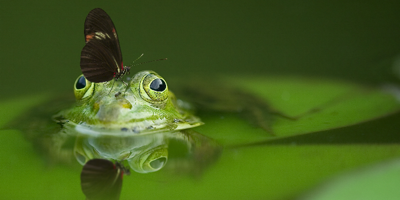 Frog sitting in the water with a butterfly atop his head