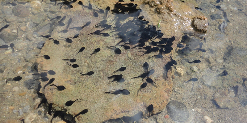 Collection of tadpoles swimming in a clear lake