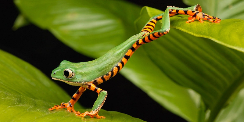tree frog jumping between two leaves