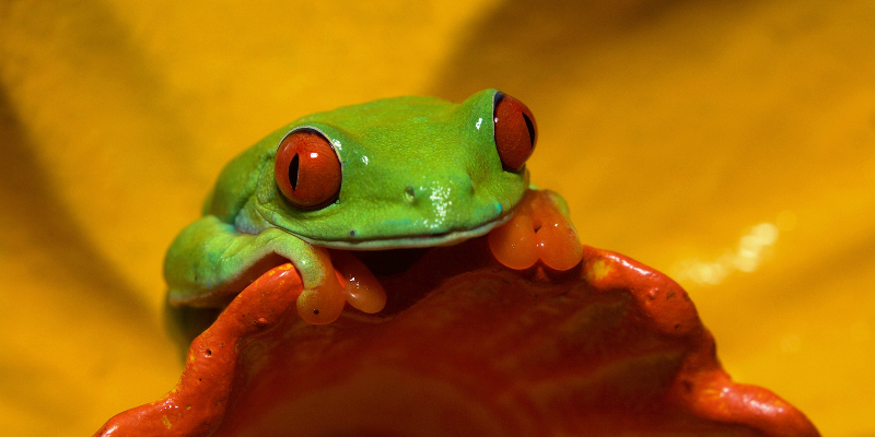 Tree frog smiling on a flower