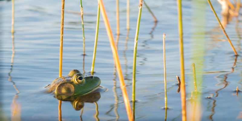Frog poking his head just above the water