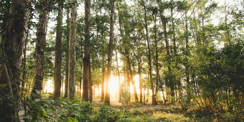 Sun shining through forest