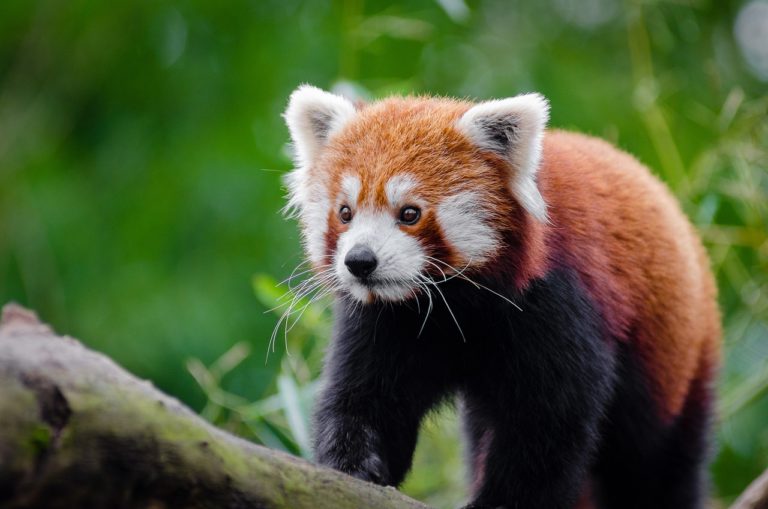 red_panda