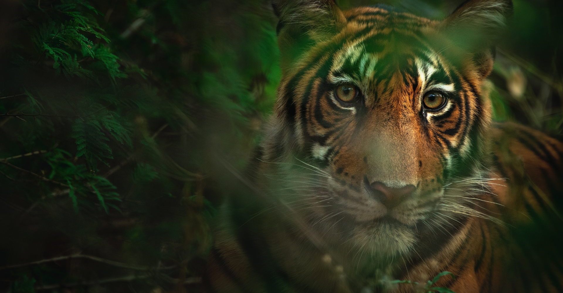 HCL and The Habitats Trust present – The Royal Bengal Tigers of