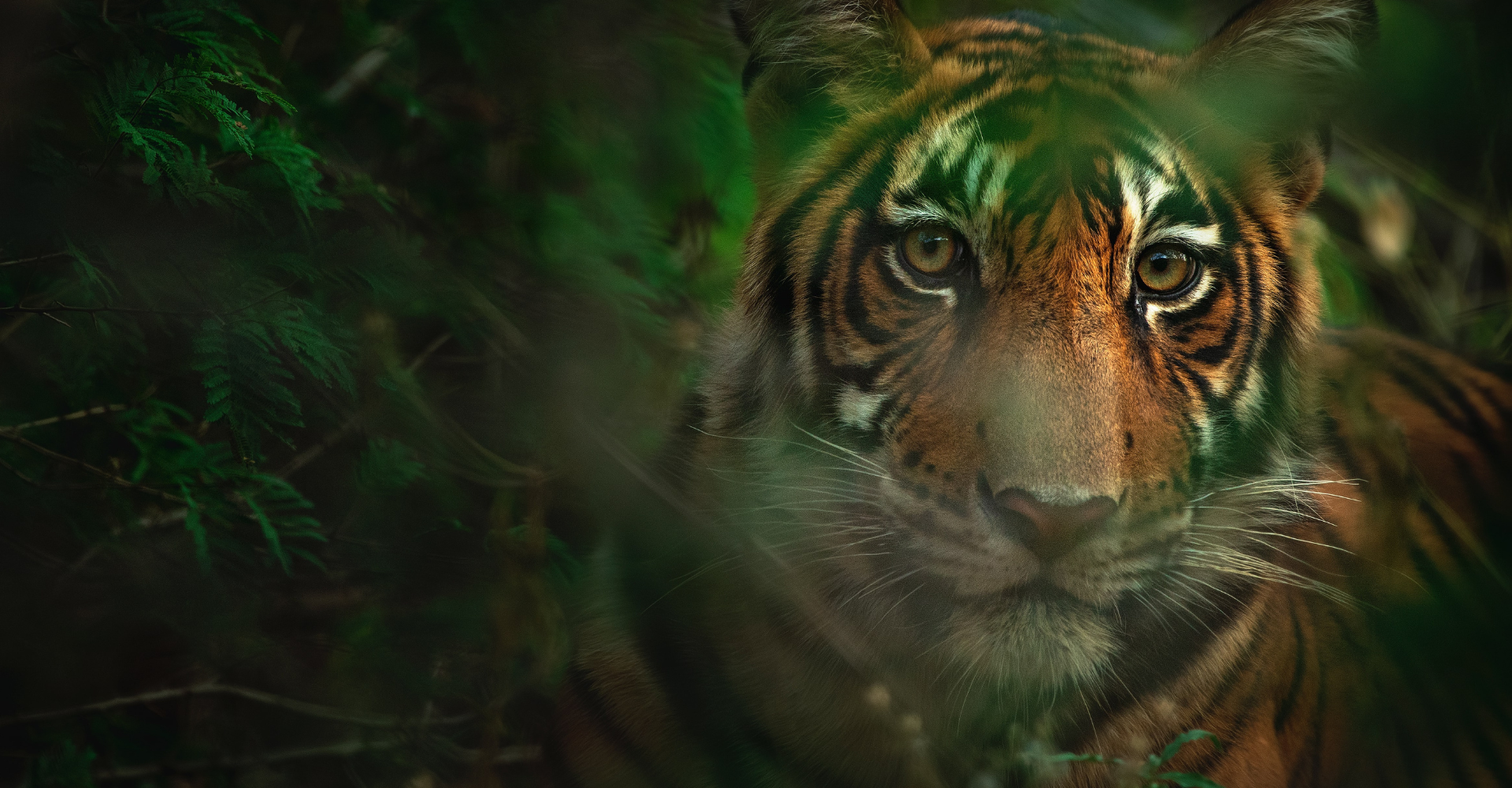 Close Up Portraits of roaring Bengal Tiger. Digital artwork Stock  Illustration