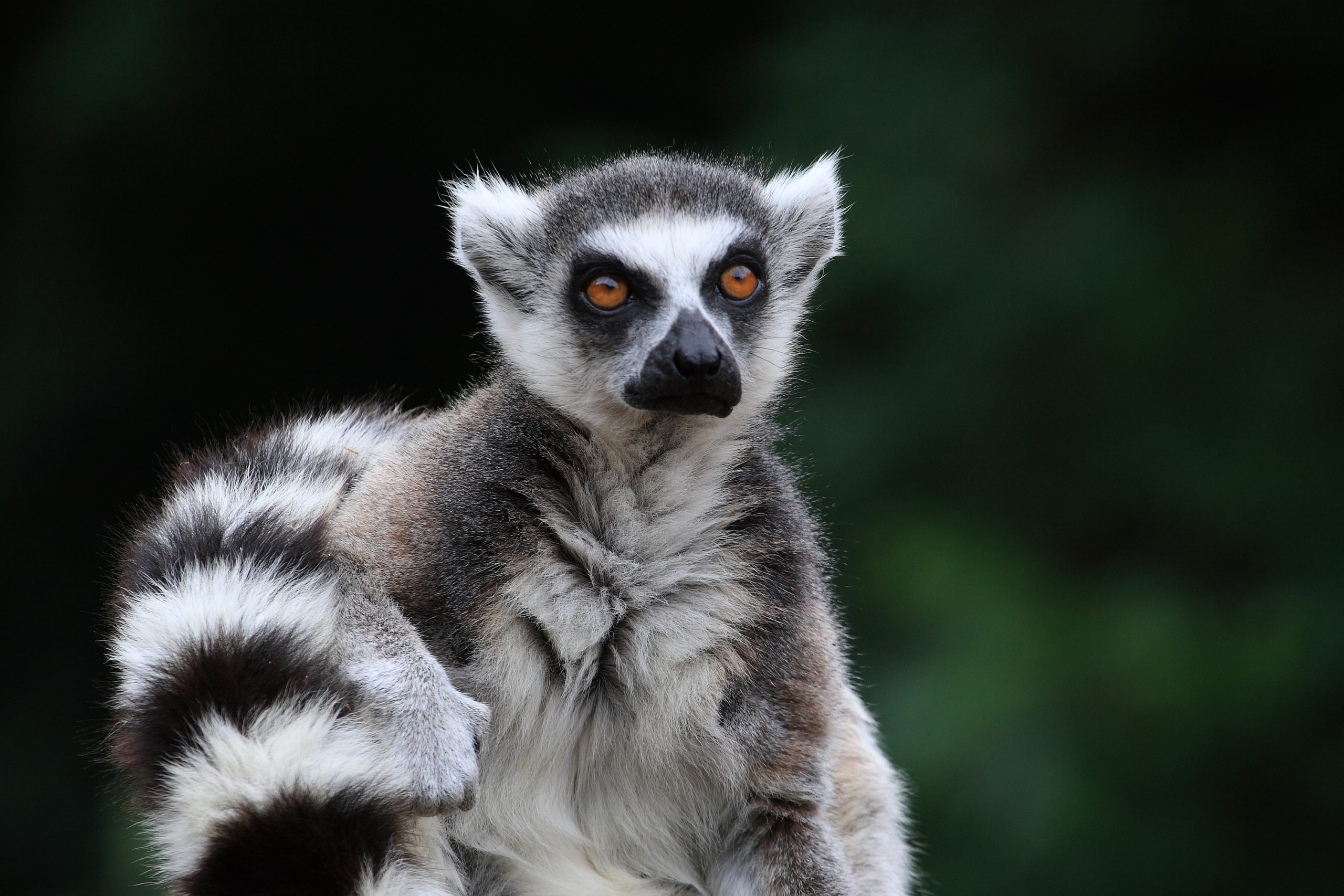 Madagascar Lemurs at Risk - Earth Day