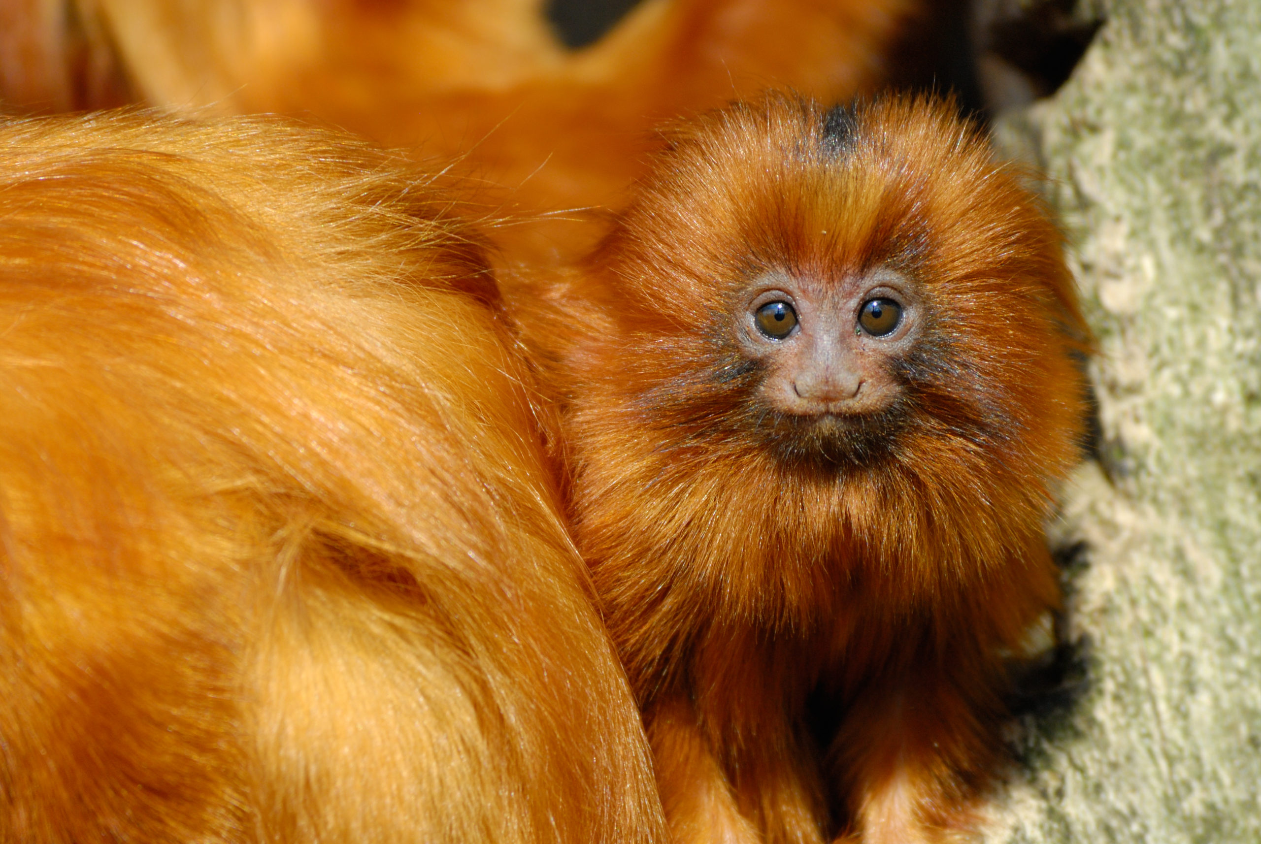 Golden Lion Tamarin  Rainforest Alliance