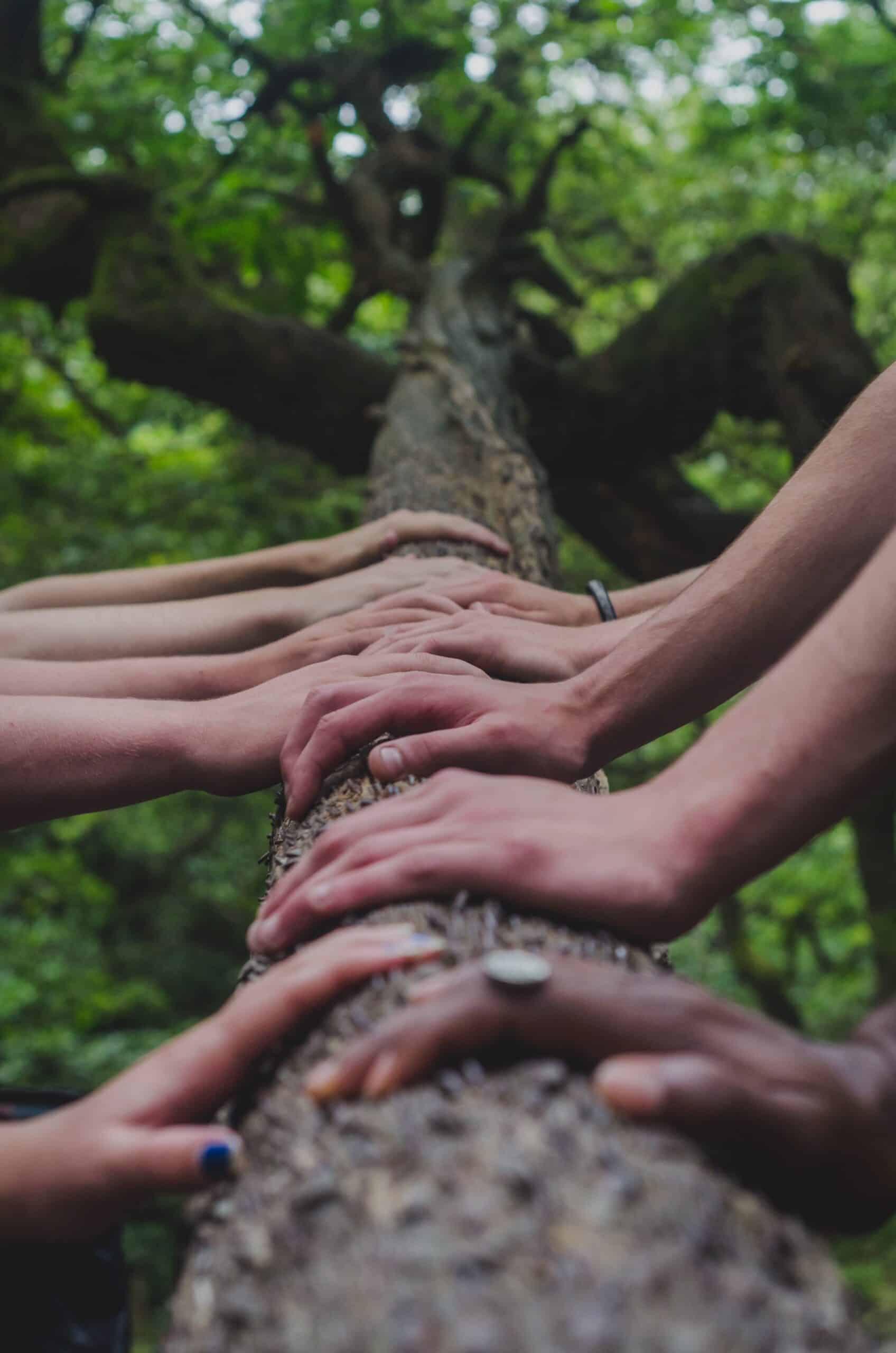 People setting their hand on tree branch